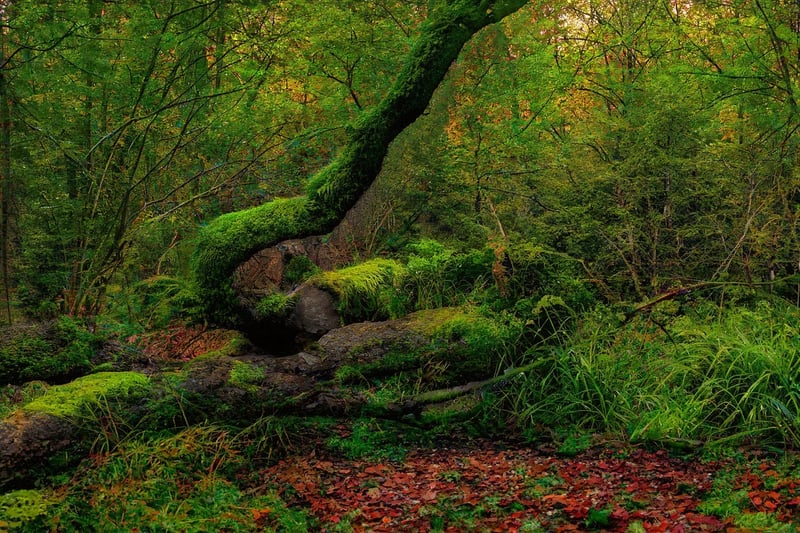 Magical Forest