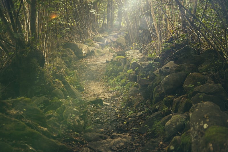 Magical Forest