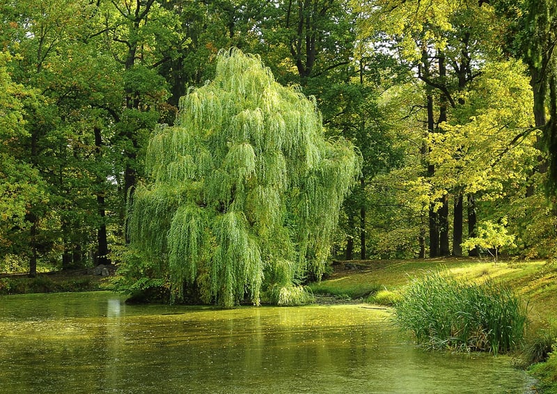Whispering Willows Retreat